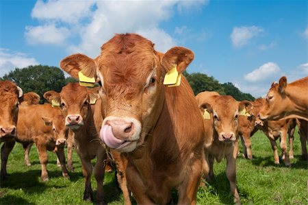 bunch of curious young limousine calves in a dutch meadow Stock Photo - Budget Royalty-Free & Subscription, Code: 400-04904152