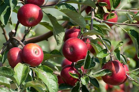 simsearch:400-04904209,k - Apple tree with red apples Photographie de stock - Aubaine LD & Abonnement, Code: 400-04904208