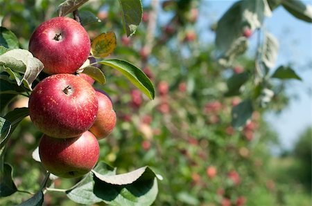 simsearch:400-04904209,k - Apple tree with red apples. Blurred apples on background Photographie de stock - Aubaine LD & Abonnement, Code: 400-04904209