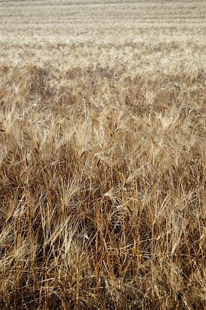summer golden wheat field closeup, vertical view Stock Photo - Budget Royalty-Free & Subscription, Code: 400-04904222