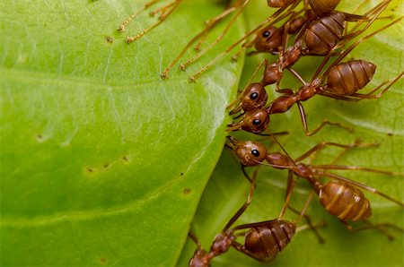 red ants team work in building home Stock Photo - Budget Royalty-Free & Subscription, Code: 400-04904274