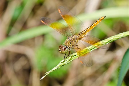 simsearch:400-04364178,k - yellow dragonfly in garden or in green nature Foto de stock - Royalty-Free Super Valor e Assinatura, Número: 400-04904279
