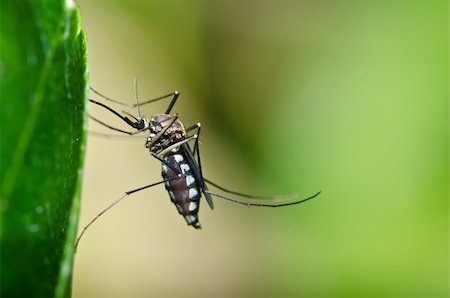 mosquito in forest or in the garden. It is danger Foto de stock - Royalty-Free Super Valor e Assinatura, Número: 400-04904284