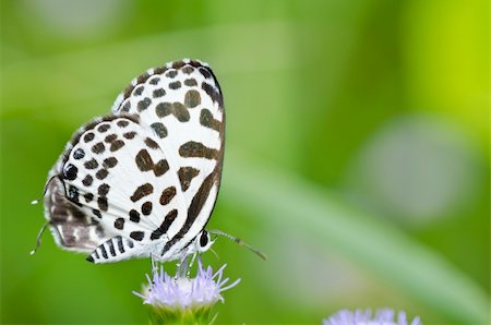 simsearch:400-07486829,k - white butterfly in garden or in green nature Foto de stock - Super Valor sin royalties y Suscripción, Código: 400-04905017