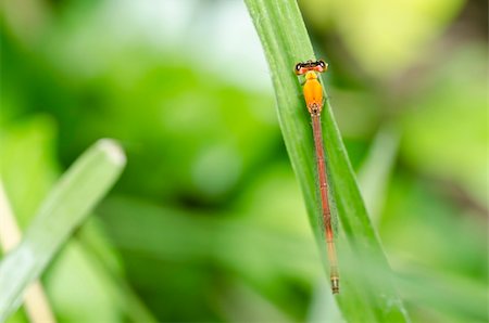 simsearch:400-08195310,k - red dragonfly in green nature or in garden Foto de stock - Super Valor sin royalties y Suscripción, Código: 400-04905044
