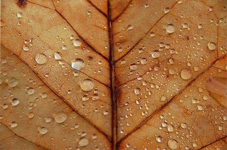 Braun maple leaf with drops of rain, macro Foto de stock - Super Valor sin royalties y Suscripción, Código: 400-04906211