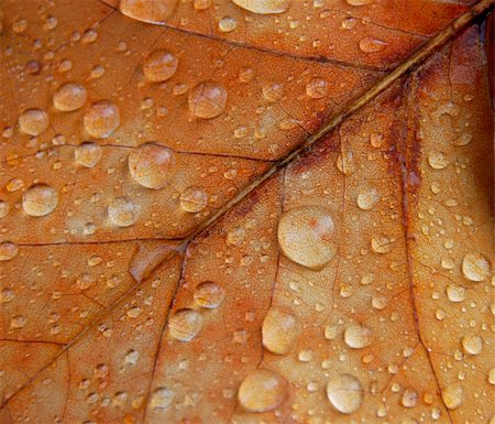 Braun maple leaf with drops of rain, macro Stock Photo - Budget Royalty-Free & Subscription, Code: 400-04906212