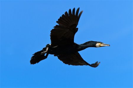 phalacrocorax - cormorant (phalacrocorax carbo ) in flight in Danube Delta, Romania Stock Photo - Budget Royalty-Free & Subscription, Code: 400-04906354
