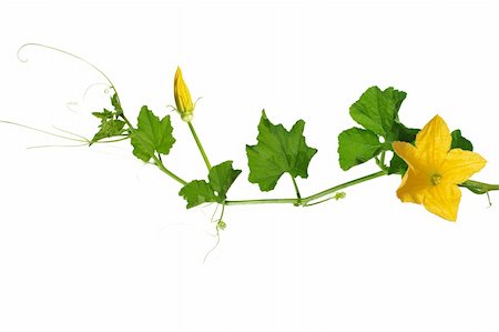 pumpkin still - pumpkin's stem from flowers and leaves on white background Stock Photo - Budget Royalty-Free & Subscription, Code: 400-04907066