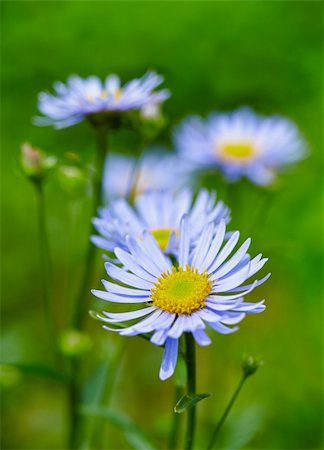 simsearch:400-06555366,k - Blue simple wildflowers on a green background Fotografie stock - Microstock e Abbonamento, Codice: 400-04907159