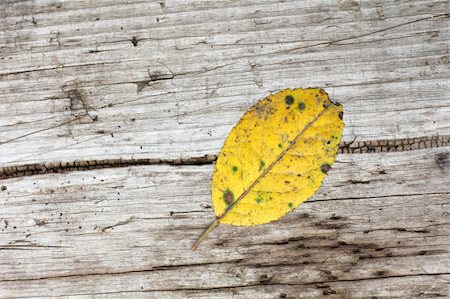 dry corrosion - Color photograph of an autumn leaf on a wooden board Stock Photo - Budget Royalty-Free & Subscription, Code: 400-04907168