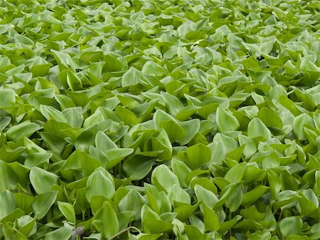 Water Hyacinth cover a pond Photographie de stock - Aubaine LD & Abonnement, Code: 400-04907693