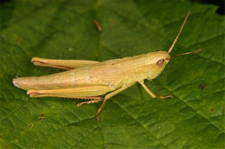 Grasshopper (Chorthippus) - larva on a leaf Stock Photo - Budget Royalty-Free & Subscription, Code: 400-04907955