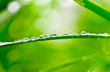 water drops in green nature after rainy day Stock Photo - Budget Royalty-Free & Subscription, Code: 400-04908056