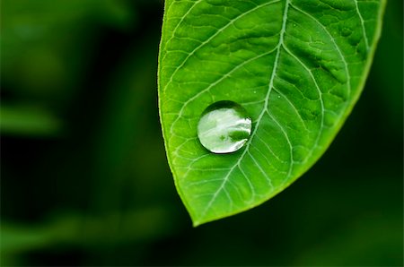 water drops in green nature after rainy day Stock Photo - Budget Royalty-Free & Subscription, Code: 400-04908076
