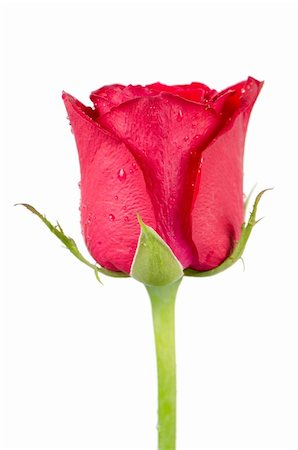 simsearch:400-04486211,k - Pink rose flower isolated on a white background. Stockbilder - Microstock & Abonnement, Bildnummer: 400-04908104