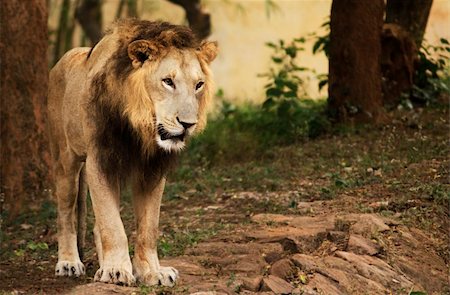 simsearch:400-07575049,k - King of the jungle in a cage Stock Photo - Budget Royalty-Free & Subscription, Code: 400-04908154