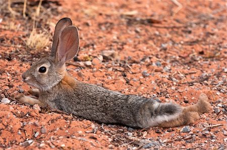 désert de mojave - Juvenile Black Tailed Desert Jack Rabbit Photographie de stock - Aubaine LD & Abonnement, Code: 400-04908171