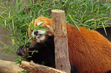 red pandas - Red Panda Stock Photo - Budget Royalty-Free & Subscription, Code: 400-04908268