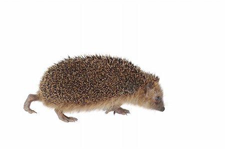 simsearch:400-07278599,k - moving hedgehog on white background Stockbilder - Microstock & Abonnement, Bildnummer: 400-04908449