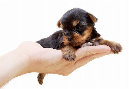 simsearch:400-04779959,k - Puppy yorkshire terrier on the white background Foto de stock - Super Valor sin royalties y Suscripción, Código: 400-04908774