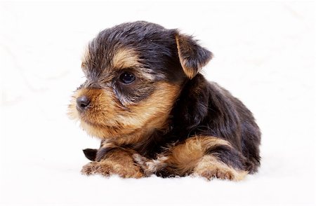 simsearch:400-07501422,k - Puppy yorkshire terrier on the white background Stock Photo - Budget Royalty-Free & Subscription, Code: 400-04908775