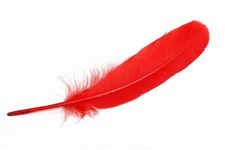 simsearch:400-07303862,k - A closeup shot of an isolated red feather. Stock Photo - Budget Royalty-Free & Subscription, Code: 400-04909074