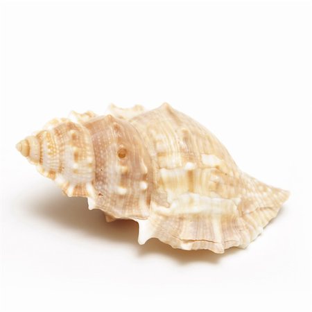 simsearch:400-07553606,k - A macro shot of a sea shell isolated on white. Stock Photo - Budget Royalty-Free & Subscription, Code: 400-04909077