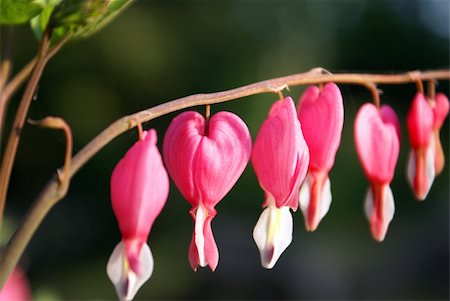 simsearch:400-04861419,k - A closeup shot of a bleeding heart flowering plant. Photographie de stock - Aubaine LD & Abonnement, Code: 400-04909092