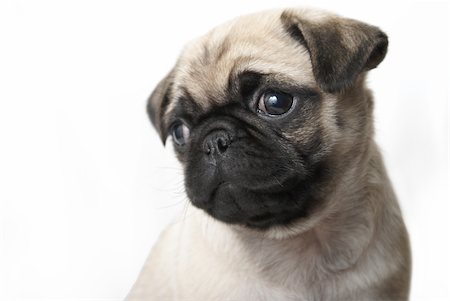 An adorable pug puppy sits and looks out of the frame where there is also copy-space. Stock Photo - Budget Royalty-Free & Subscription, Code: 400-04909109