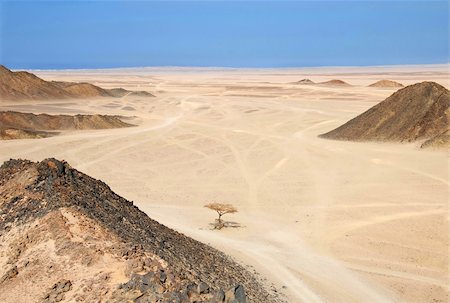 stones sand horizon - Sahara dry desert with lonely tree by Hurghada, Egypt Stock Photo - Budget Royalty-Free & Subscription, Code: 400-04909198