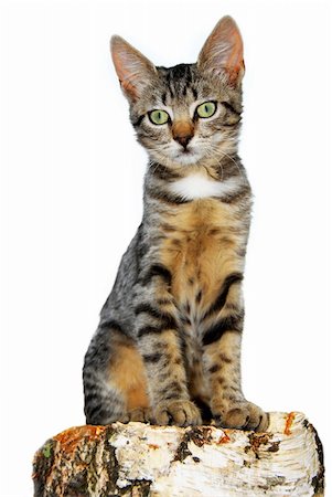 simsearch:400-04275228,k - young domestic mixed-bread cat on birch stump isolated Stock Photo - Budget Royalty-Free & Subscription, Code: 400-04909199
