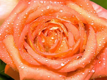 Beautiful orange-yellow rose and drops of water close-up Fotografie stock - Microstock e Abbonamento, Codice: 400-04909337