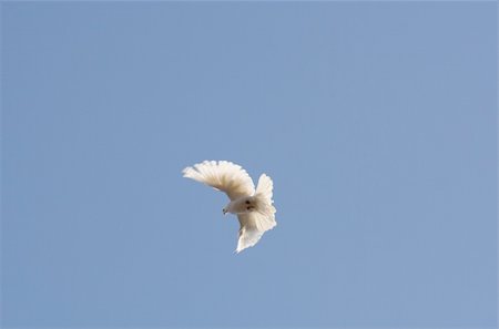 An elegant flying pigeon with blue sky. Photographie de stock - Aubaine LD & Abonnement, Code: 400-04909350