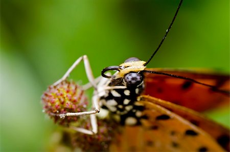 simsearch:400-07486829,k - butterfly in green nature or in garden Foto de stock - Super Valor sin royalties y Suscripción, Código: 400-04909395