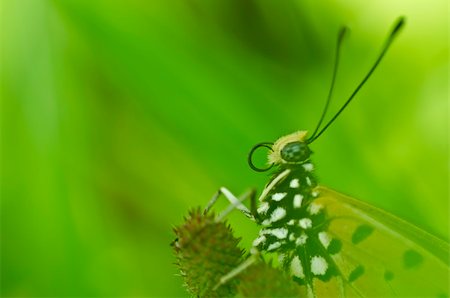 simsearch:400-07486829,k - butterfly in green nature or in garden Foto de stock - Super Valor sin royalties y Suscripción, Código: 400-04909396