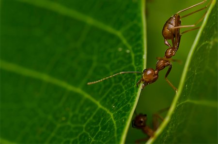 red ant powerful in green nature Stock Photo - Budget Royalty-Free & Subscription, Code: 400-04909414