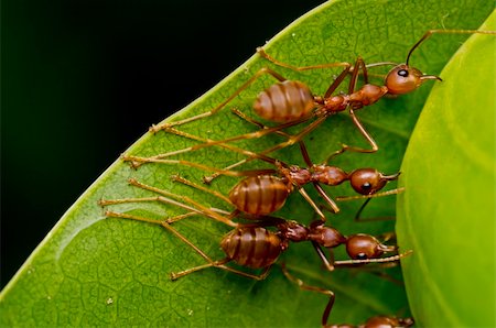 red ants team work in building home Stock Photo - Budget Royalty-Free & Subscription, Code: 400-04909416
