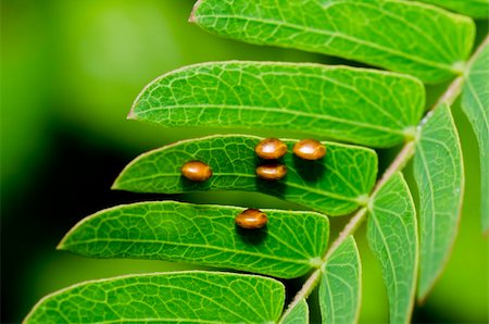 egg capsule - bug eggs on green leaf in green nature Stock Photo - Budget Royalty-Free & Subscription, Code: 400-04909467