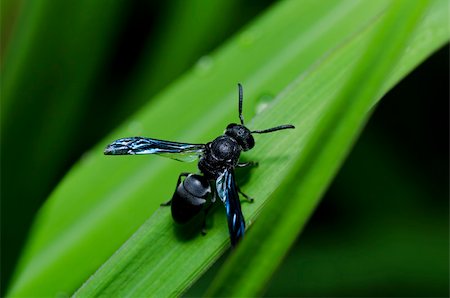 simsearch:400-04909471,k - black wasp in green nature or in garden Photographie de stock - Aubaine LD & Abonnement, Code: 400-04909470