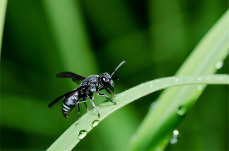 simsearch:400-05383771,k - black wasp in green nature or in garden Stockbilder - Microstock & Abonnement, Bildnummer: 400-04909471