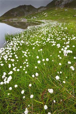 ssnowball (artist) - Small lake in high mountain during summer with cotton flowers along the shores and a foggy sky Foto de stock - Super Valor sin royalties y Suscripción, Código: 400-04909598