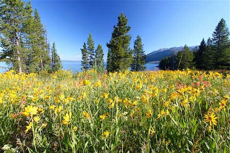 Pretty wildflowers grow near the shore of Jackson Lake in Grand Teton National Park - USA. Foto de stock - Super Valor sin royalties y Suscripción, Código: 400-04909679