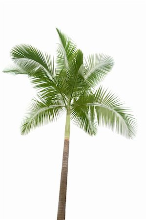 Palm tree isolated on white background Stock Photo - Budget Royalty-Free & Subscription, Code: 400-04909828