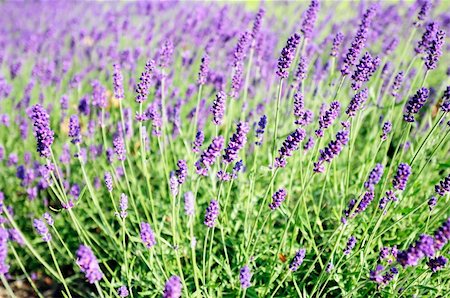 Blooming lavender field on a sunny day Stock Photo - Budget Royalty-Free & Subscription, Code: 400-04909861