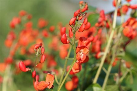 Flowers of runner beans Stock Photo - Budget Royalty-Free & Subscription, Code: 400-04909863