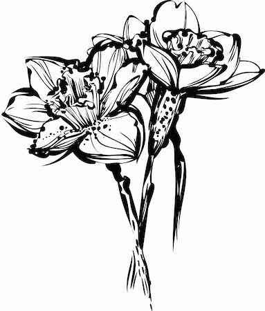 floral tattoo - image black and white sketch of three flowers of narcissus Foto de stock - Super Valor sin royalties y Suscripción, Código: 400-04909871