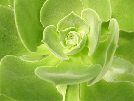 succulent flowers - Photo of close-up of the succulent plant Stock Photo - Budget Royalty-Free & Subscription, Code: 400-04900082