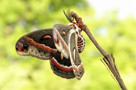 falena - The Cecropia moth, Hyalophora cecropia, is the largest of the giant silkworm moths native to Ontario, Canada, having a wing spread up to 15.5 cm. Fotografie stock - Microstock e Abbonamento, Codice: 400-04900209