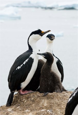 Two Antarctic blue-eyed cormorant sitting on a rock Stock Photo - Budget Royalty-Free & Subscription, Code: 400-04900451